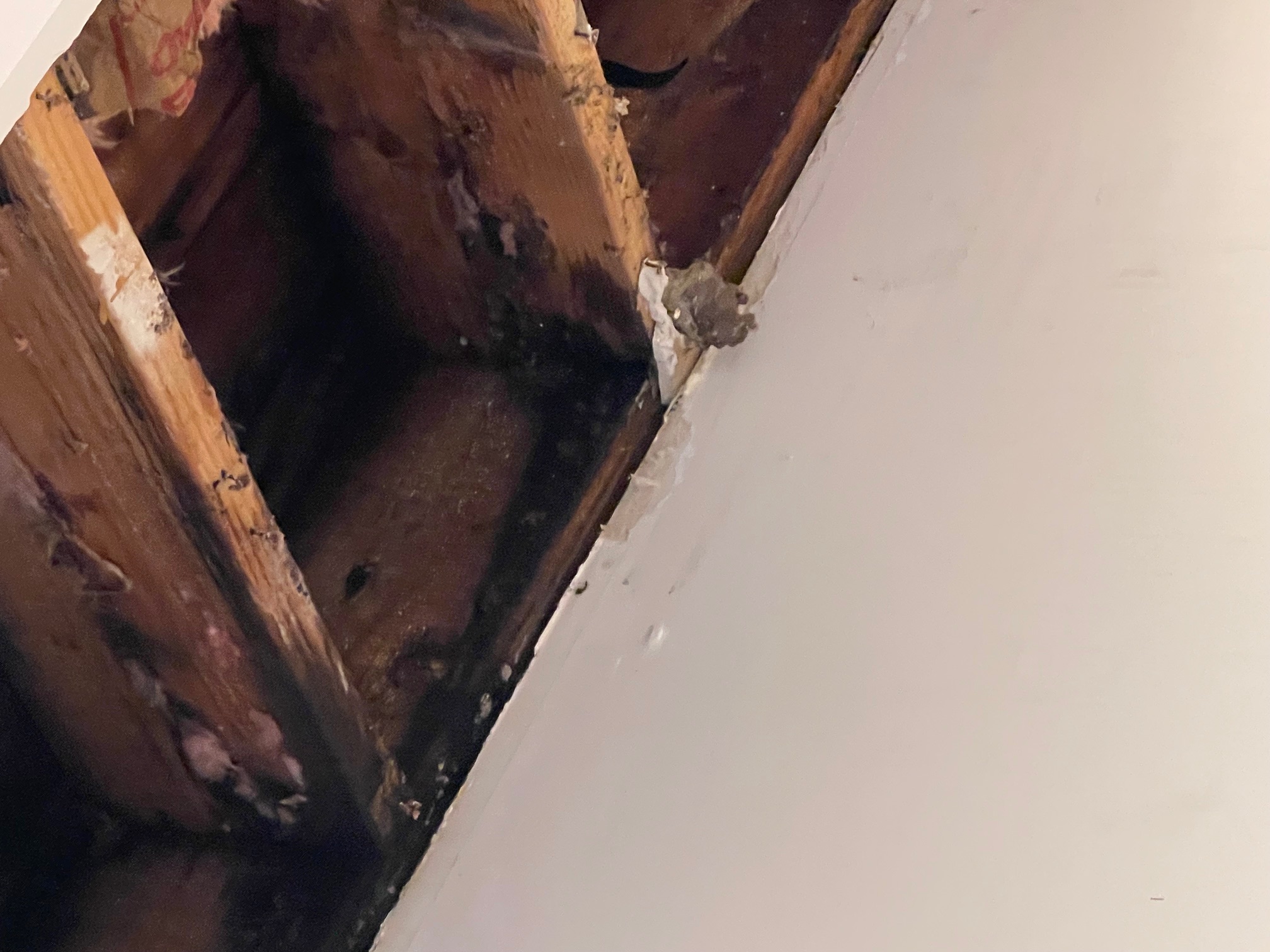 Black mold growth on ceiling joists